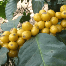 画像をギャラリービューアに読み込む, WBC WORLD'S BEST ESPRESSO sweet dark chocolate-orange citrus-berry